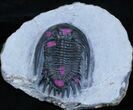Large Mrakibina Trilobite - Long Genals #3904-5